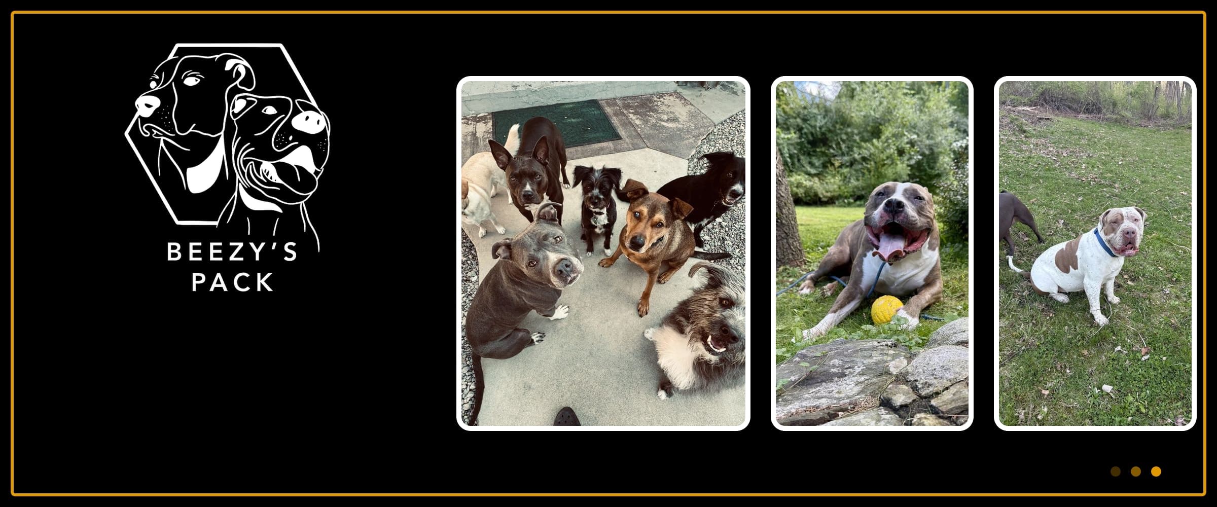 Beezy's Pack logo on black beside three photos of the pack: seven dogs looking up at the camera, a pit bull with a ball on the grass, and two dogs on the lawn